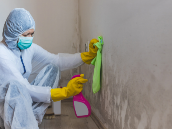 Mold Remediation Services: Crafting Offers That Generate More Leads