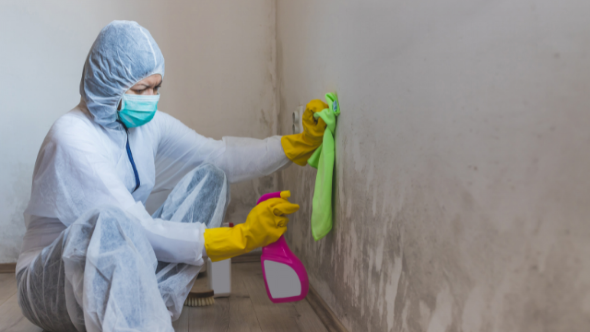 Mold Remediation Services: Crafting Offers That Generate More Leads